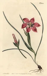 Pink froetang, Romulea flava (Blush trichonema, Trichonema pudicum). F. Sansom Jr. kézi színű rézmetszete Sydenham Edwards illusztrációja után a William Curtis Botanical Magazine-ból, T. Curtis, London