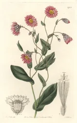 Rózsaszín rhodanthe, Ausztráliában őshonos – S. Watts erős víz Sarah Anne Drake (1803-1857) illusztrációjáról, a botanikai nyilvántartásból