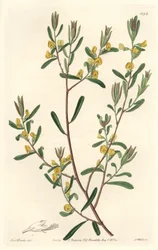 Pultanea flexilis, Ausztráliában őshonos – S. Watts erős víz Sarah Anne Drake (1803-1857) illusztrációjáról, a Botanikai Nyilvántartásból
