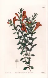 Red Clinopode Variete – S. Watts metszete, Sarah Anne Drake (1803-1857) illusztrációja alapján, a Sydenham Edwards (1768-1819) botanikai nyilvántartásából, Angliából