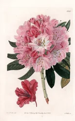 Rhododendron Hybrid Variete – S.Watts gravírozása, Sarah Anne Drake (1803-1857) illusztrációja alapján, a Sydenham Edwards (1768-1819) botanikai nyilvántartásából, Angliából