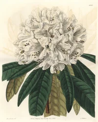 Rhododendron vagy azále fehér virágokkal, Nepálban őshonos – S. Watts Water forte Sarah Anne Drake (1803-1857) illusztrációjából, a Botanical Registerből