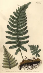 Rockcap páfrány vagy polypody, Polypodium vulgare, Filices. F. Sansom kézi színű rézmetszete Sydenham Edwards botanikai illusztrációjáról William Curtis Botanikai előadásaihoz, a lambethi botanikus kertben