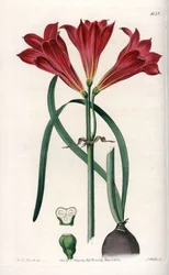 Rodophiale bifide – S.Watts gravírozott tábla Sarah Anne Drake (1803-1857) illusztrációja alapján, a Sydenham Edwards (1768-1819) botanikai nyilvántartásából, Angliából