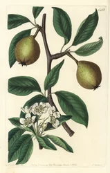 Zsályalevelű körte - zsályalevelű körte, Pyrus salviifolia (Pyrus salvifolia). S. Watts kézi színű rézmetszet Sarah Drake illusztrációja után a Sydenham Edwards Botanical Register-ből, Ridgeway, London