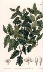 Schinus latifolia cserje, paprikafajta - S. Watts által gravírozott tányér Sarah Anne Drake (1803-1857) illusztrációjáról, a Sydenham Edwards (1768-1819) botanikai nyilvántartásából, Angliából
