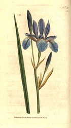 Szibériai írisz - szibériai írisz, Iris sibirica. Kézzel színezett rézmetszet James Sowerby botanikai illusztrációja nyomán William Curtis The Botanical Magazine-jából, Lambeth Marsh, London
