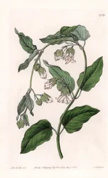 Selyemtartó Araujia – S. Watts által gravírozott tábla Sarah Anne Drake (1803-1857) illusztrációjáról, Sydenham Edwards (1768-1819) botanikai nyilvántartásából, Angliából