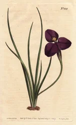 Selymes patersonia sötétlila virággal. Nevét Paterson ezredesről kapta, aki az ausztrál flórát tanulmányozta. Selymes patersonia sötétlila virággal. Ausztrália szülötte. Paterson ezredesről, Új-Dél-Wales helyettes kormányzójáról nevezték el. Patersonia ser