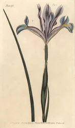 Spanyol írisz, Iris xiphium. F. Sansom kézi színű rézmetszete Sydenham Edwards botanikai illusztrációjáról William Curtis Botanikai előadásaihoz, a lambethi botanikus kertben
