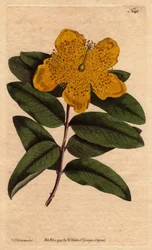 Széles sárga virágú orbáncfű. Nagy virágú orbáncfű sárga virágokkal. Hypericum calycinum. Kézi színű rézmetszet Sydenham Edwards botanikai illusztrációjáról, William Curtis „” Botanical Magazine”-ból, 1790-1800.