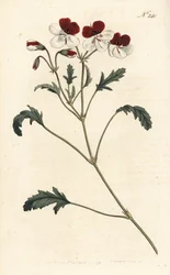 Háromszínű darucsőrű, Pelargonium tricolor. Kézzel színezett rézmetszet Sansomtól Sydenham Edwards illusztrációja nyomán William Curtis Botanical Magazine-ból, London