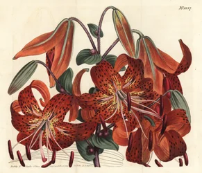 Tigrisliliom - Tigrisliliom, Lilium lancifolium (Tigrisfoltos kínai liliom, Lilium tigrinum). F. Sansom Jr. kézi színű rézmetszete Sydenham Edwards illusztrációja után a William Curtis Botanical Magazine-ból, T. Curtis, London