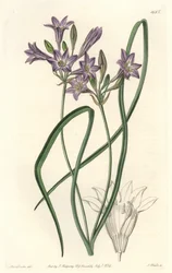 Triteleia ou brodiacea lache – S. Watts vízi forte Sarah Anne Drake (1803-1857) illusztrációjából, a botanikai nyilvántartásból