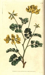 Valencia Coronilla - Skorpió bükköny, Coronilla valentina subsp. glauca (tengerzöld vagy nappalszagú coronilla, Coronilla glauca). Kézzel színezett rézmetszet Sydenham Edwards botanikai illusztrációja nyomán William Curtis The Botanical Magazine-jából