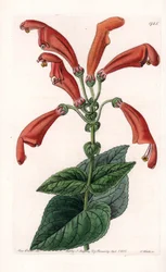 Variete de gesneria, virág csövekben – S.Watts által gravírozott tábla Sarah Anne Drake (1803-1857) illusztrációja alapján, a Sydenham Edwards (1768-1819) botanikai nyilvántartásából, Angliából