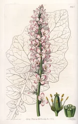 Francoa fajta tejtermékekkel, honos Chilében – S.Watts metszet, Sarah Anne Drake (1803-1857) illusztrációja alapján, a Sydenham Edwards (1768-1819) botanikai nyilvántartásából, Angliából