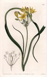 Triteleia vagy brodeleia fajtája sárga virágokkal, Kaliforniában őshonos – S.Watts által metszett tábla Sarah Anne Drake (1803-1857) illusztrációjáról, Sydenham Edwards (1768-1819) botanikai nyilvántartásából, Angliából