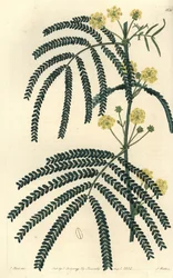 Az akác (vagy kakas) fajtája - Páfránylevelű akác, Acacia pentadenia. S. Watts kézi színű rézmetszet J. Hart illusztrációja nyomán a Sydenham Edwards Botanical Register-ből, Ridgeway, London
