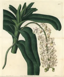 Az orchidea epidendrum fajtája, jamaikai kenőcsként ismert - Fox kefe orchidea vagy szarvvirágú repülőgép, Aerides cornutum. S. Watts kézi színű rézmetszet Sarah Drake illusztrációja nyomán a Sydenham Edwards Botanical Register-ből, Ridgeway
