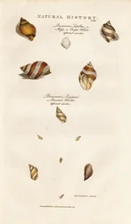 Különböző Whelks fajok