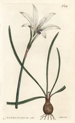 Virginia Amaryllis - Atamasco liliom, Zephyranthes atamasco (Amaryllis atamasco) - Sansom kézzel színezett rézmetszet Sydenham Edwards illusztrációja után, William Curtis Botanical Magazine-jában, London