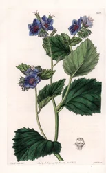 Viskózus Phacelia – S. Watts által gravírozott lemez Sarah Anne Drake (1803-1857) illusztrációjáról, a Sydenham Edwards (1768-1819) botanikai nyilvántartásából, Angliából