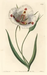 Fehér virágú calochorte (mariposa), őshonos Kaliforniában - Foltos calochortus vagy pillangós mariposa liliom, Calochortus venustus, őshonos Kaliforniában - S. Watts kézi színű rézmetszet Miss Drake illusztrációja után, Sydenham Edwa
