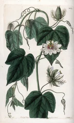 Fehér virágos golgotavirág - S.Watts gravírozott tábla Sarah Anne Drake (1803-1857) illusztrációjáról, a Sydenham Edwards (1768-1819) botanikai nyilvántartásából, Anglia