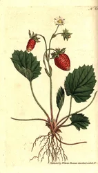 Erdei szamóca, Fragaria vesca (Versailles-i egylevelű eper vagy eper, Fragaria monophylla). Kézzel színezett rézmetszet William Curtis Botanical Magazine botanikai illusztrációja után, Lambeth Marsh, London