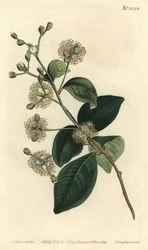 Fa pele - Twinberry, Myrcianthes fragrans (Édes illatú eugenia, Eugenia fragrans). F. Sansom Jr. kézi színű rézmetszete Sydenham Edwards illusztrációja után a William Curtis Botanical Magazine-ból, T. Curtis, London