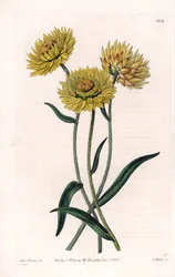 Xerochrysum variete, endemikus Ausztráliában – S.Watts metszet, Sarah Anne Drake (1803-1857) illusztrációja alapján, a Sydenham Edwards (1768-1819) botanikai nyilvántartásából, Angliából