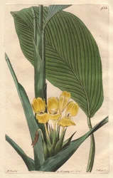 Sárga virágú calathea, Brazíliában őshonos – S. Watts erős víz M. Mart illusztrációjából, a Botanical Registerből