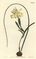 Sárga, eszkulens gyökerű moraea, Moraea fugax (Moraea edulis). F. Sansom Jr. kézi színű rézmetszete Sydenham Edwards illusztrációja után a William Curtis Botanical Magazine-ból, T. Curtis, London