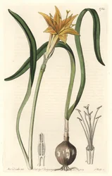 Sárga pirolirion (Amaryllis arvensis), Peruban őshonos – Erős víz, S. Watts Sarah Anne Drake (1803-1857) illusztrációjából, a Botanikai Nyilvántartásból