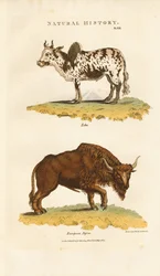 Zebu és európai bölény