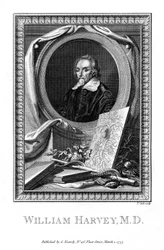 William Harvey orvos, 1777.