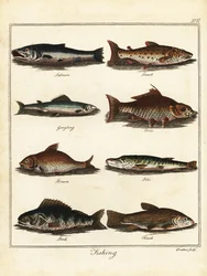 Horgászat: lazac, pisztráng, ősz, ponty, keszeg, csuka, sügér, tenc 1792 (metszet)