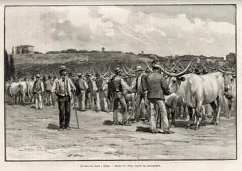 A marhahúsvásár Sienában (Olaszország). Taylor metszete Eugene Muntz (1845-1902) „A travers la Toscane” című történetének illusztrálására, a Le tour du Monde 1892-ben, rendezte Edouard Charton (1807-1891), Hachette, Párizs.