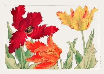Papagáj tulipán a "Seiyou Sokazufu"-ból