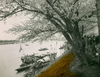 Virágzó cseresznyefa a Mukojima Hyakkaen tónál 1900-1915 körül (fénykép)