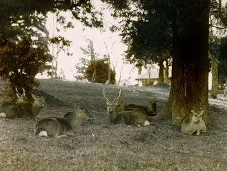 Dámszarvas a Kasauga Taisha parkban, Nara, 1900 körül - 1915 (fénykép)