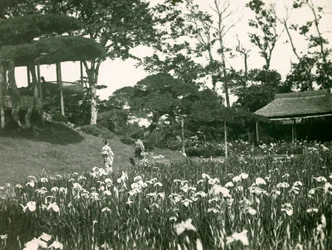 A tokiói Horikiri Shōbu-en íriszkertje, 1900-1915 körül