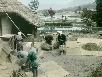 Rizst szüretelő parasztok a rizsföldek szélén Japánban, 1900-1915 körül (fénykép)