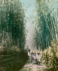 Fiatal nő bambuszhajtásban 1900 körül - 1915 (fénykép)