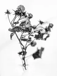 Amid the Flowers 10, 2021 (b/w photo)   1314765   hu       hungarian Successfully Translated  Original: The Savior and the Virgin Translat: The Savior and the Virgin 1251719 hu hungarian Successfully Translated Original: Two Seated Baby Girls (recto), a St