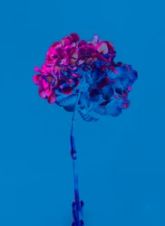 Hortenzia 2, 2019 (fotó)