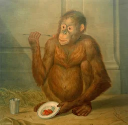 Orangután, epret eszik
