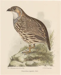 Fogoly (francolinus jugularis)