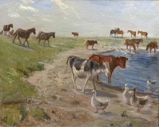 Borjak és libák egy Wateringhole-ban Saltholm szigetén